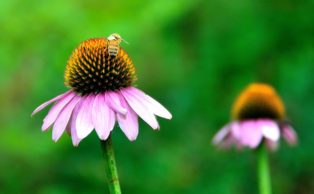 Echinacea HD pictures