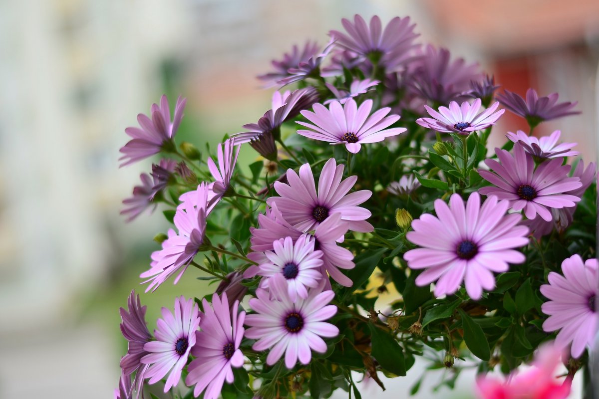 purple daisy pictures