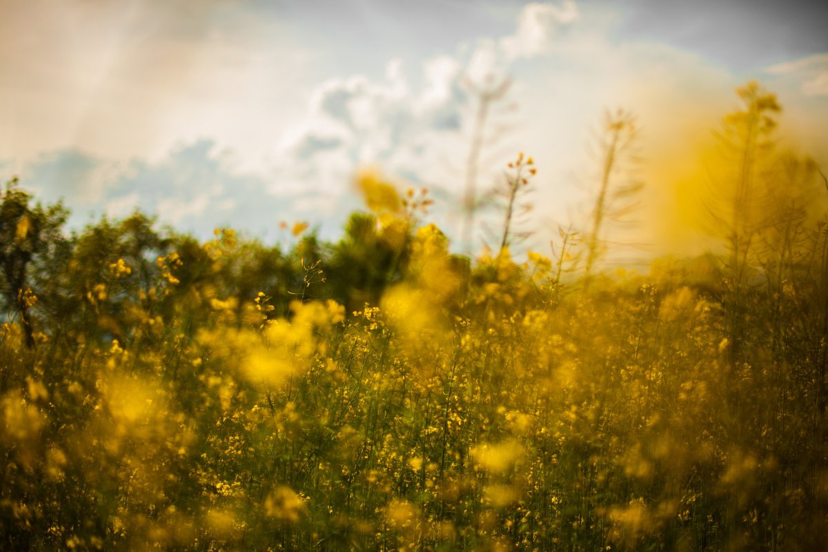Pictures of golden rapeseed fields