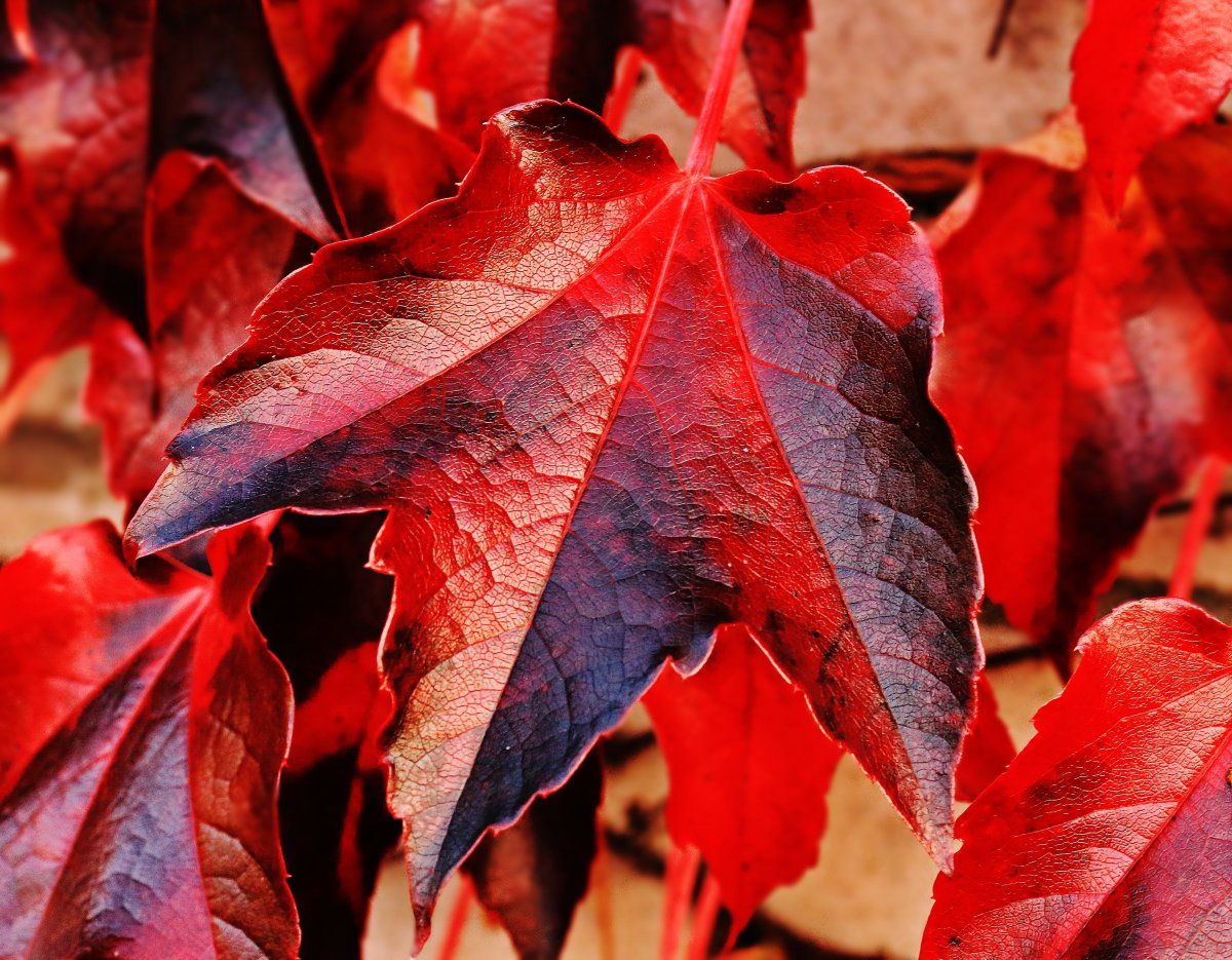 Deep red maple leaf pictures