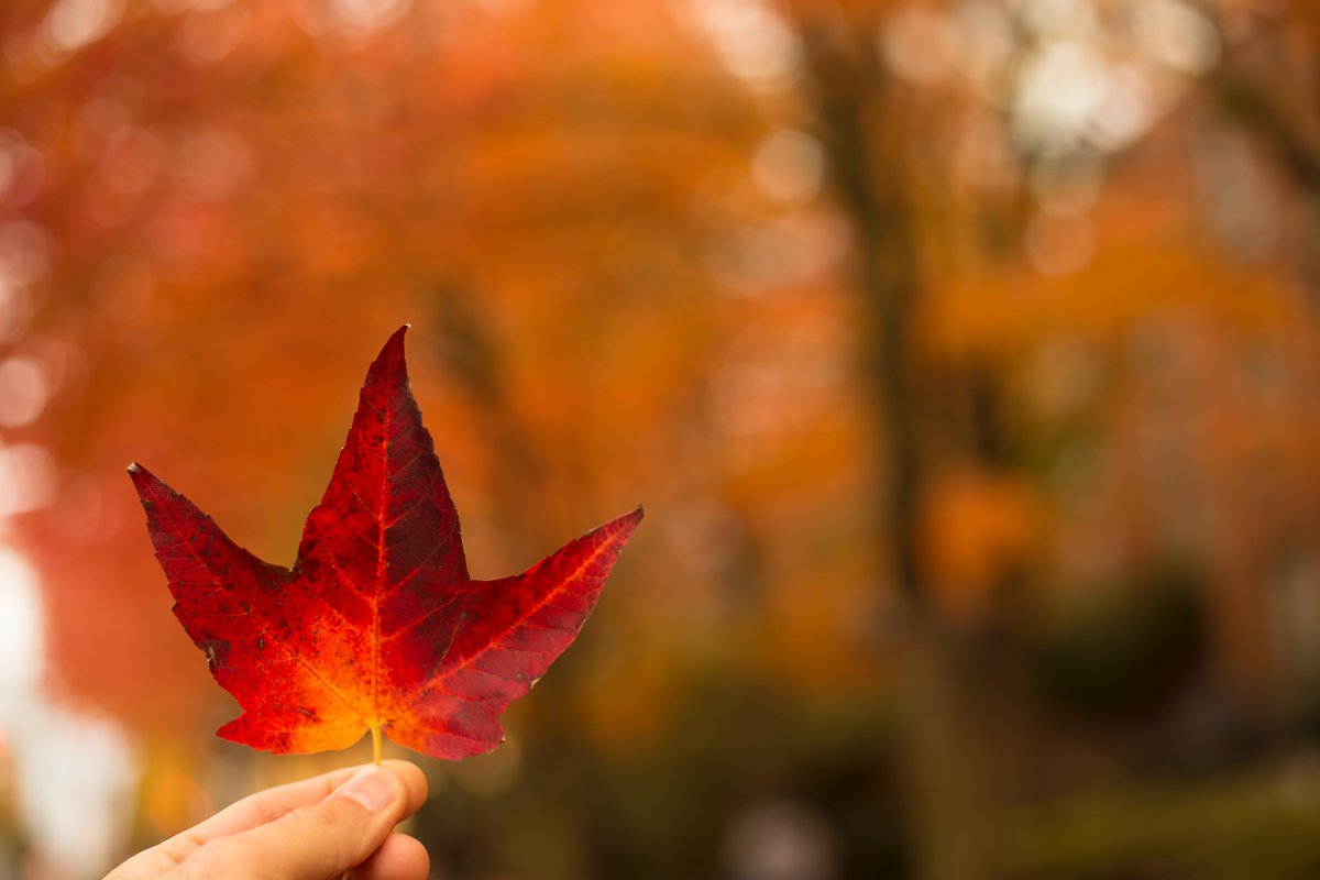 A picture of a maple leaf
