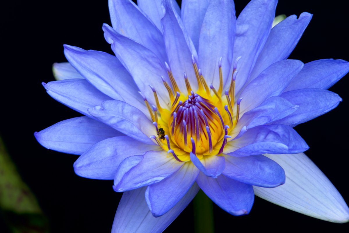 blooming lotus pictures
