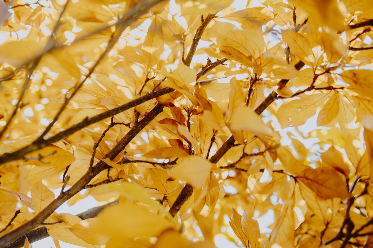 HD pictures of withered yellow leaves on branches