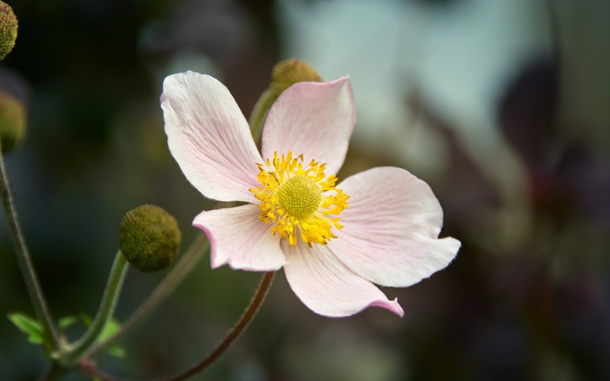 European anemone HD pictures