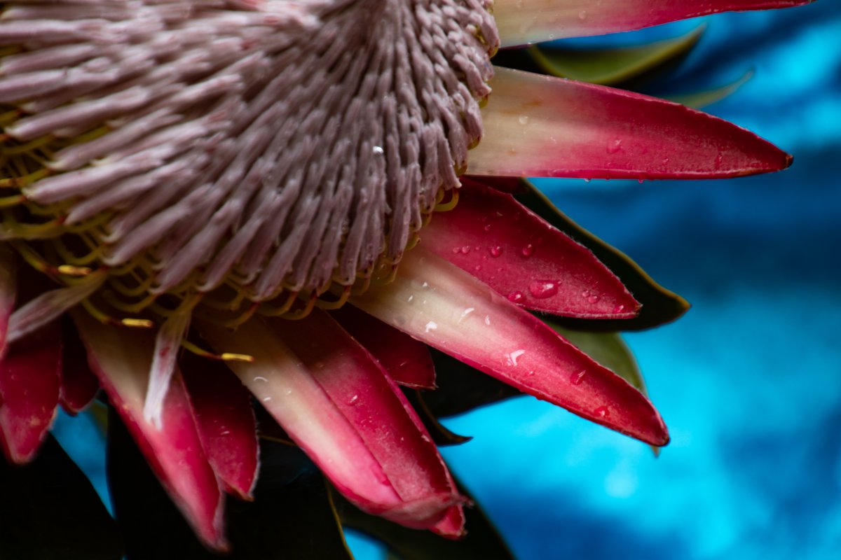 South African Protea Flower Pictures