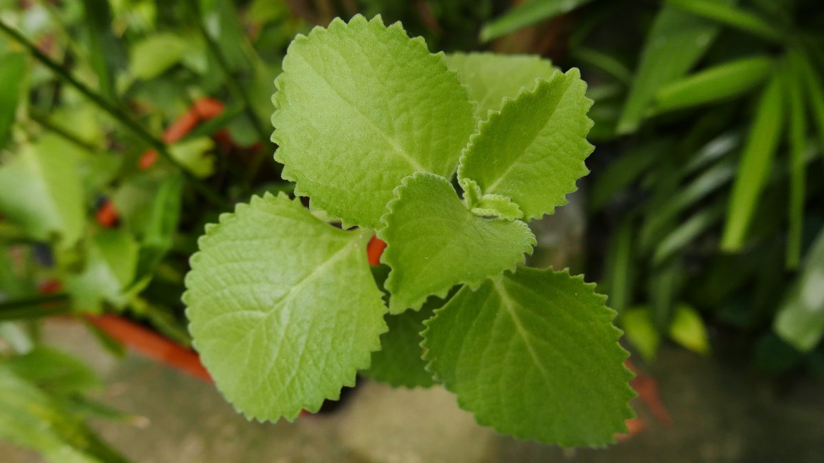 Close-up picture of green leaves