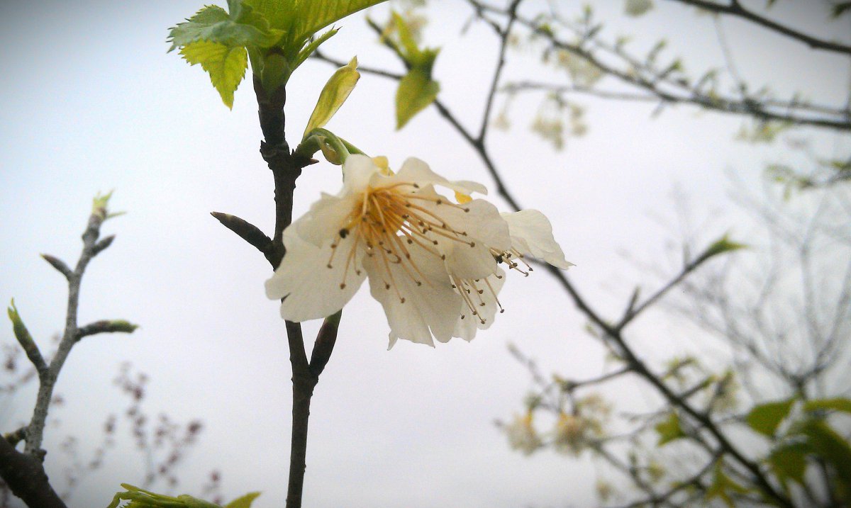 White peach blossom HD pictures