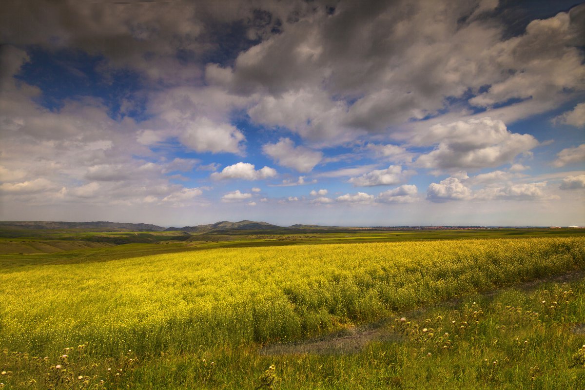 High definition pictures of rapeseed fields