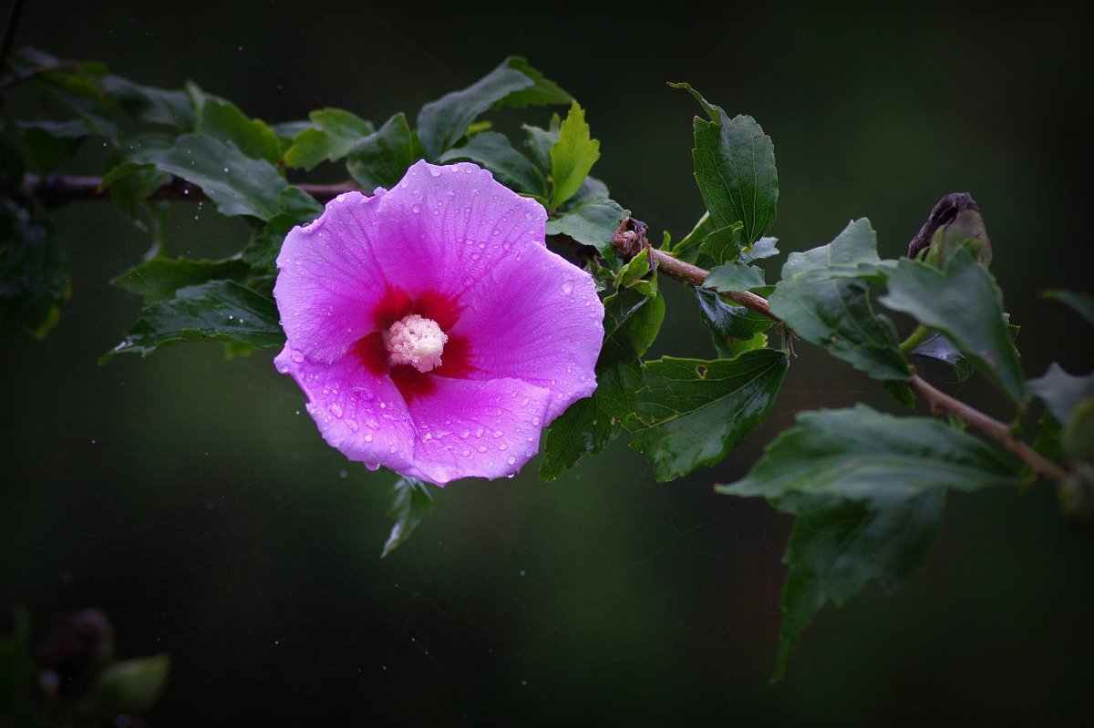 HD picture of hibiscus flower after rain