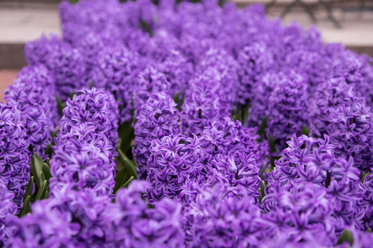 Purple hyacinth HD pictures