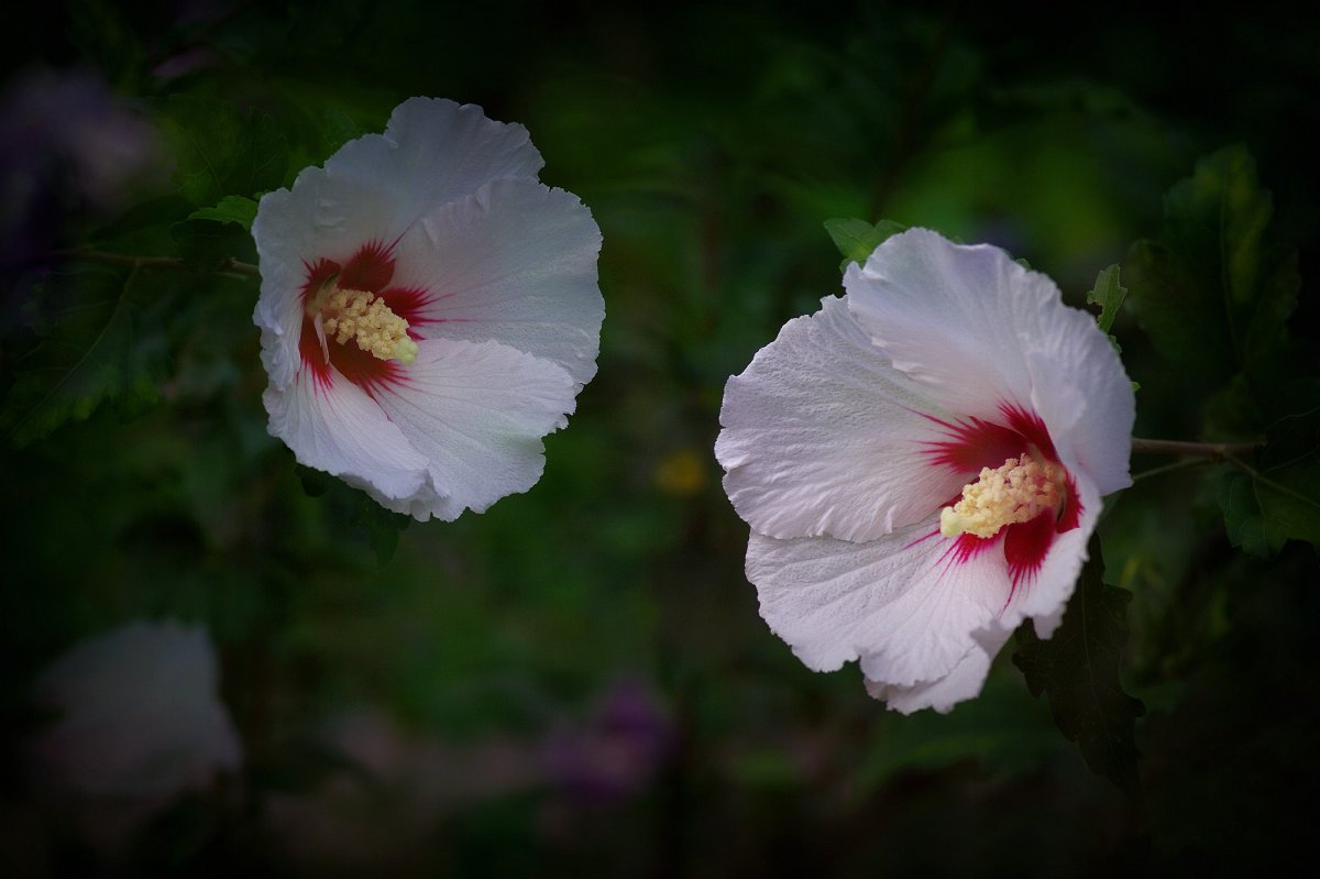 Large picture of white hibiscus flower