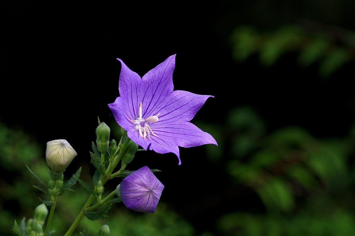 Platycodon flower HD pictures