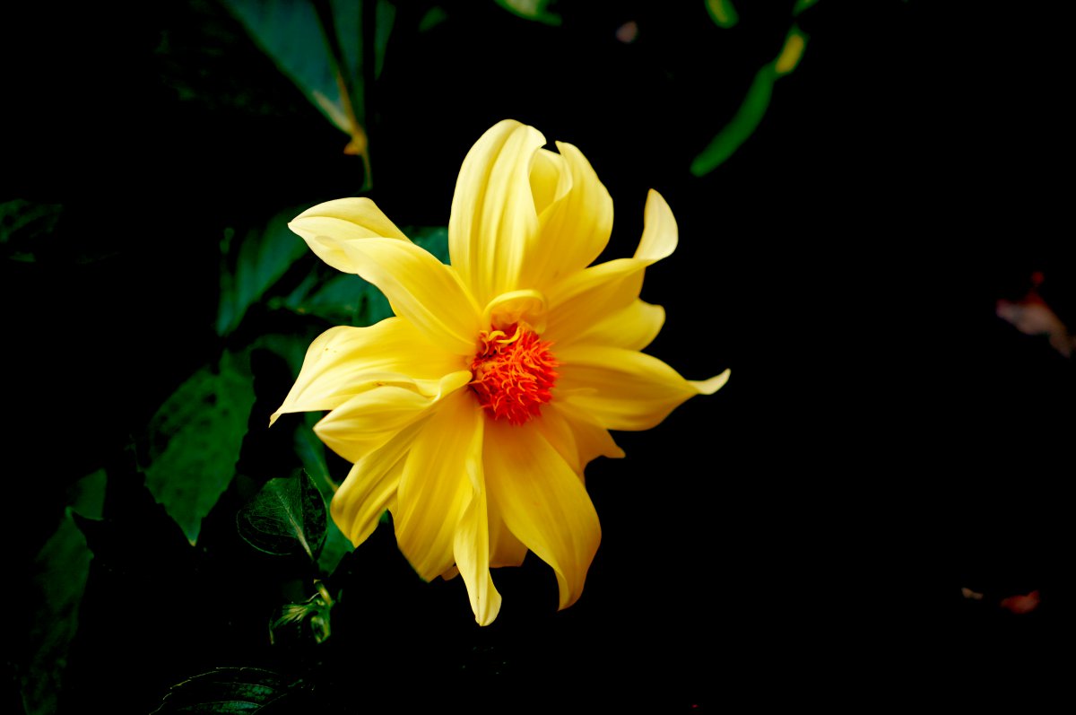 Large picture of yellow dahlia