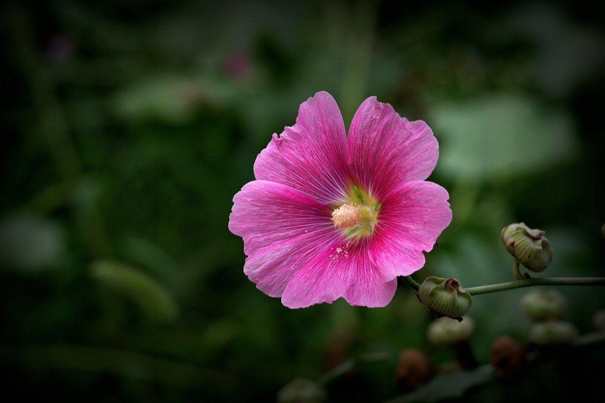 Hollyhock flower HD picture