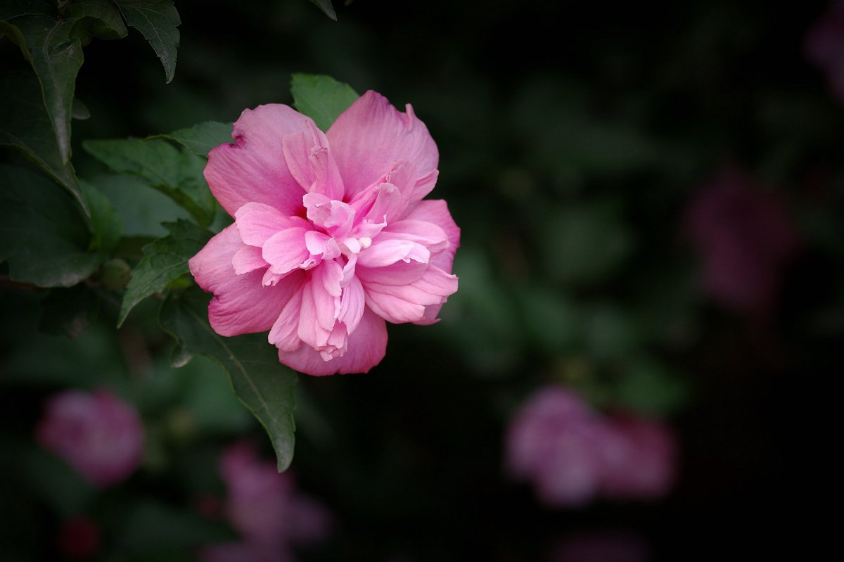 Pink hibiscus flower HD pictures