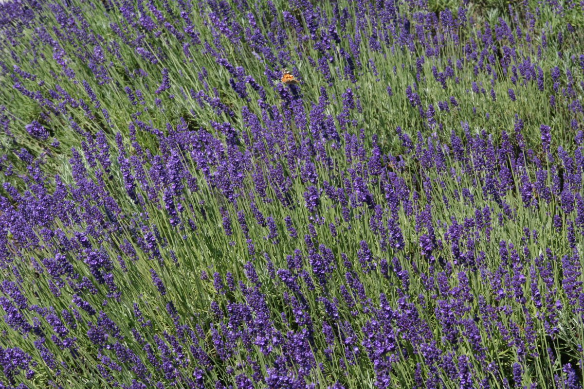 Large picture of lavender