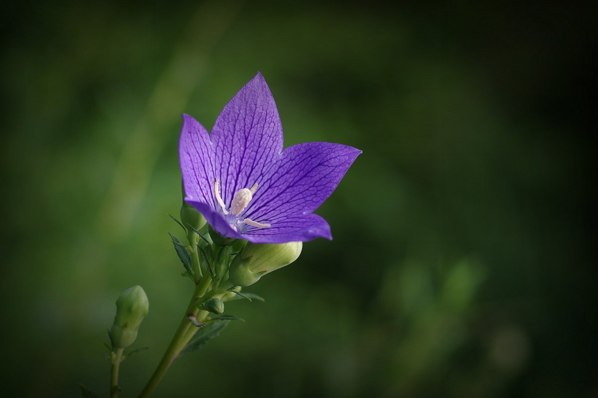 Purple Platycodon flower HD picture