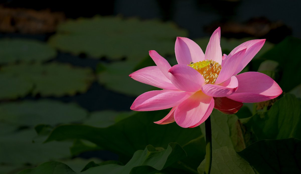 HD pictures of blooming lotus