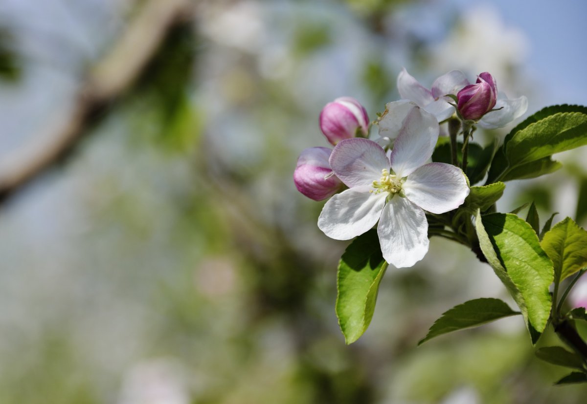 Apple blossom HD pictures