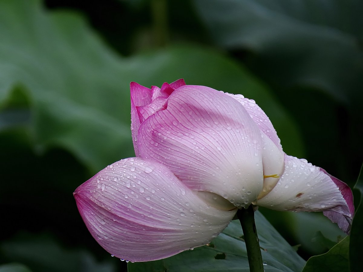 HD pictures of lotus flowers after rain