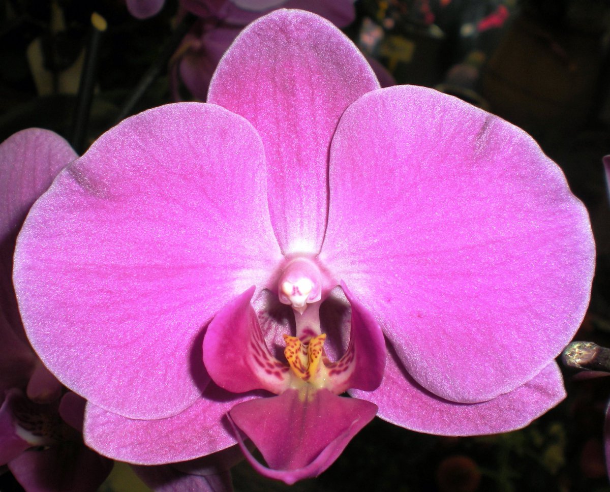 Pink Phalaenopsis HD Pictures