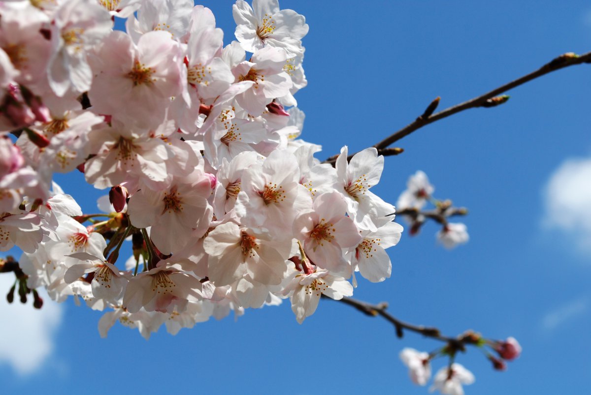 Light pink plum blossom pictures