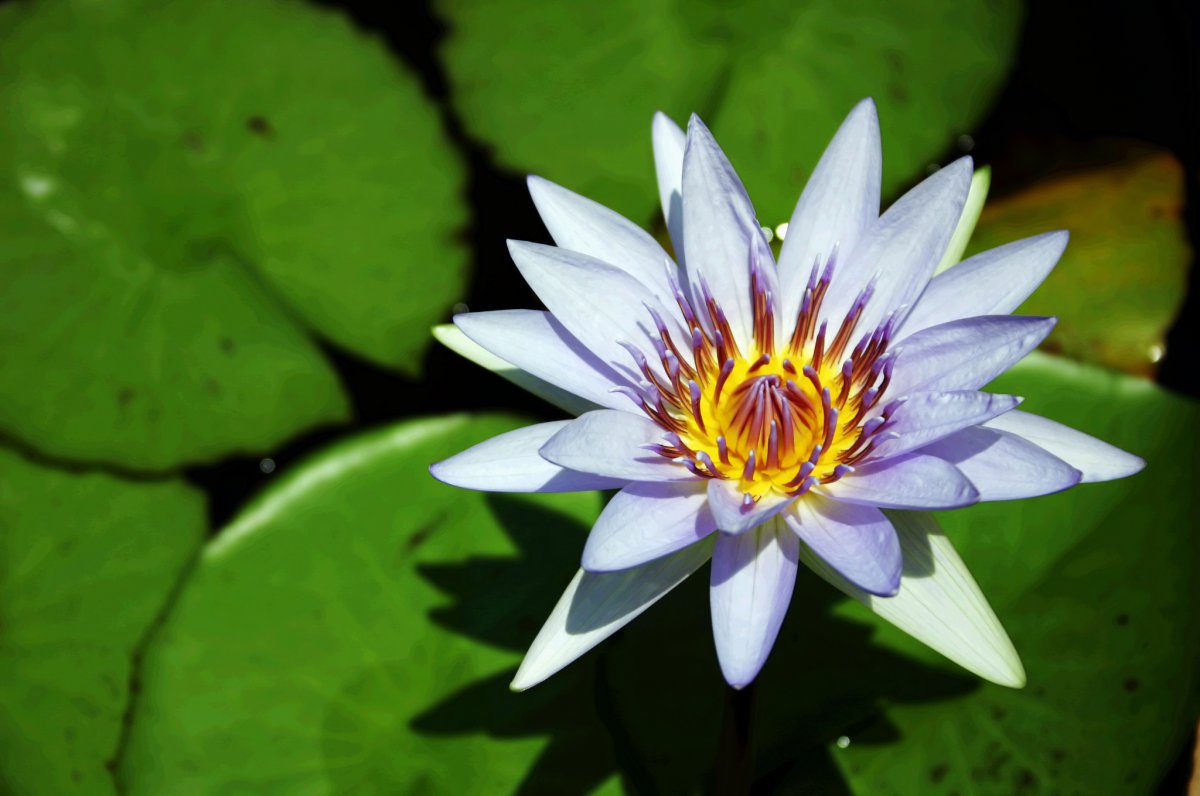 Colorful water lily pictures