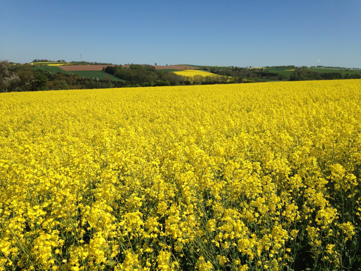 Pictures of yellow rapeseed fields
