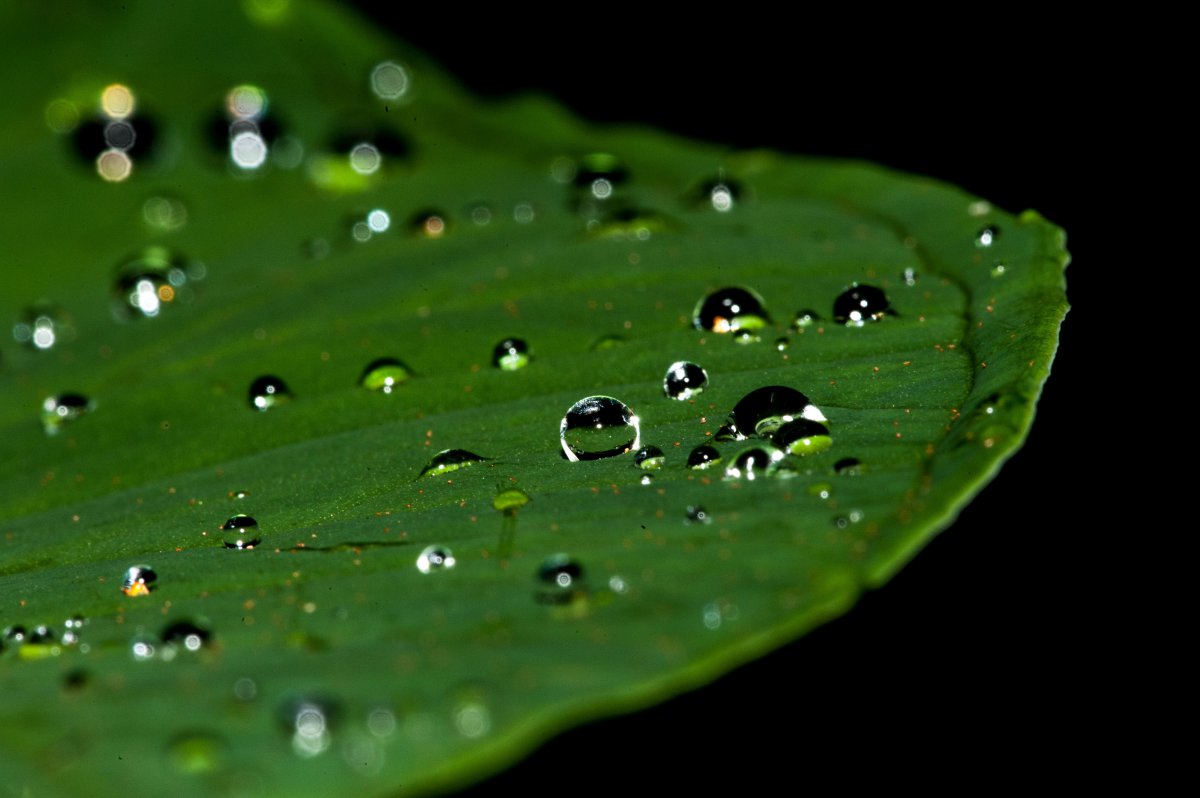 Pictures of water drops on green leaves