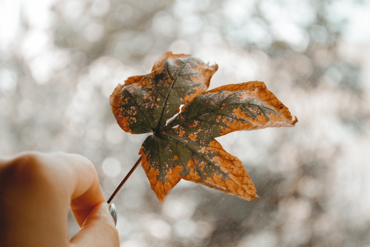 Yellow leaves pictures