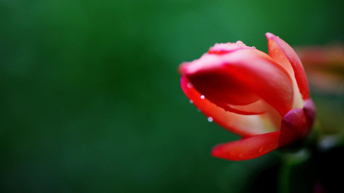 Crab claw flower pictures