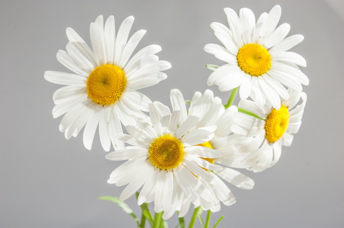 Pictures of beautiful white daisies