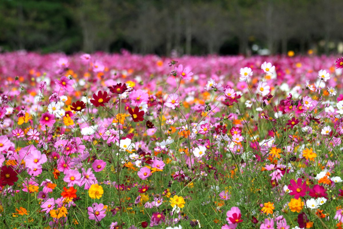 Perfect little fresh Gesang flower pictures