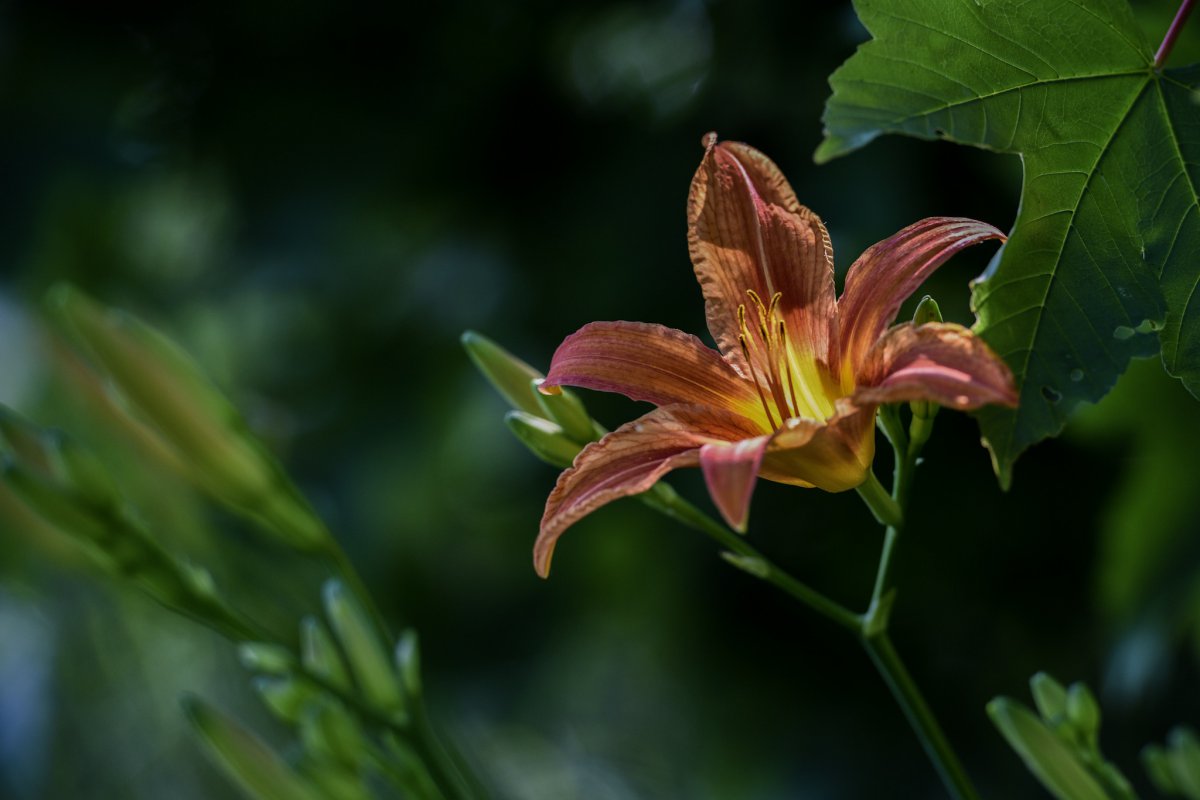 Elegant daylily flower pictures