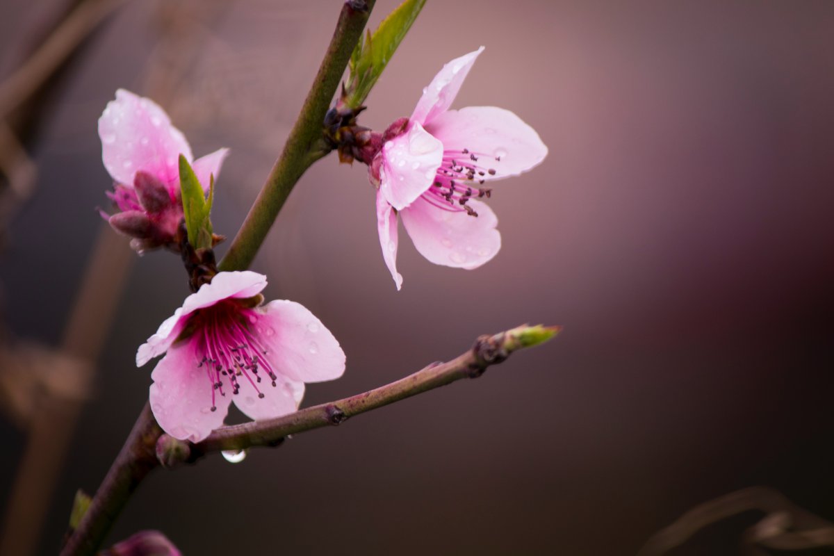 Pink peach blossom HD pictures