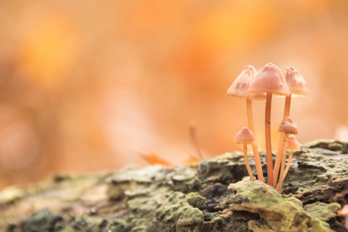 Pictures of mushrooms in the wild