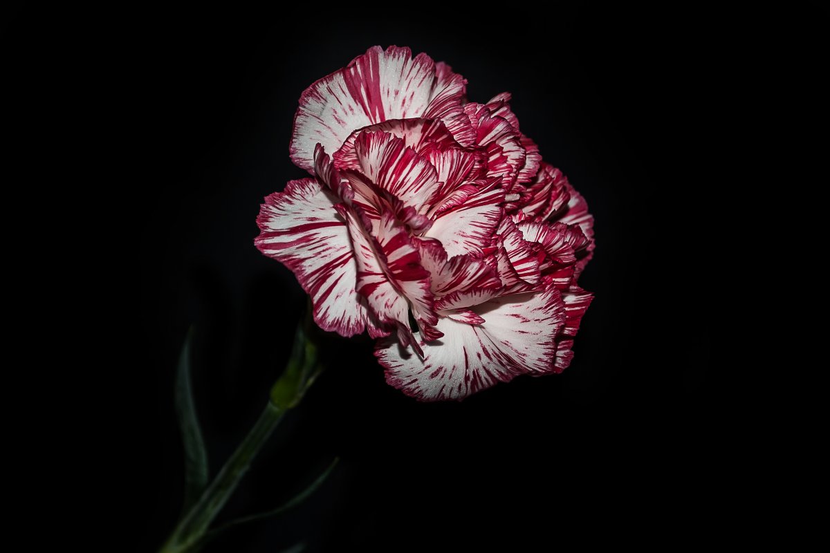 Soft multi-color carnation pictures