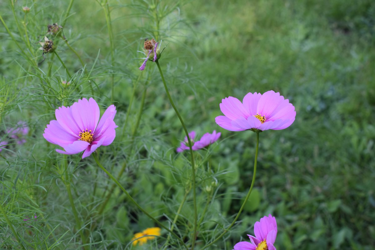 Cosmos close-up picture