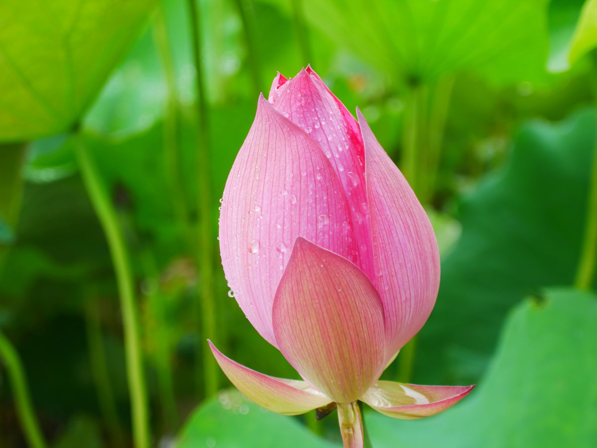 HD pictures of lotus flowers in bud