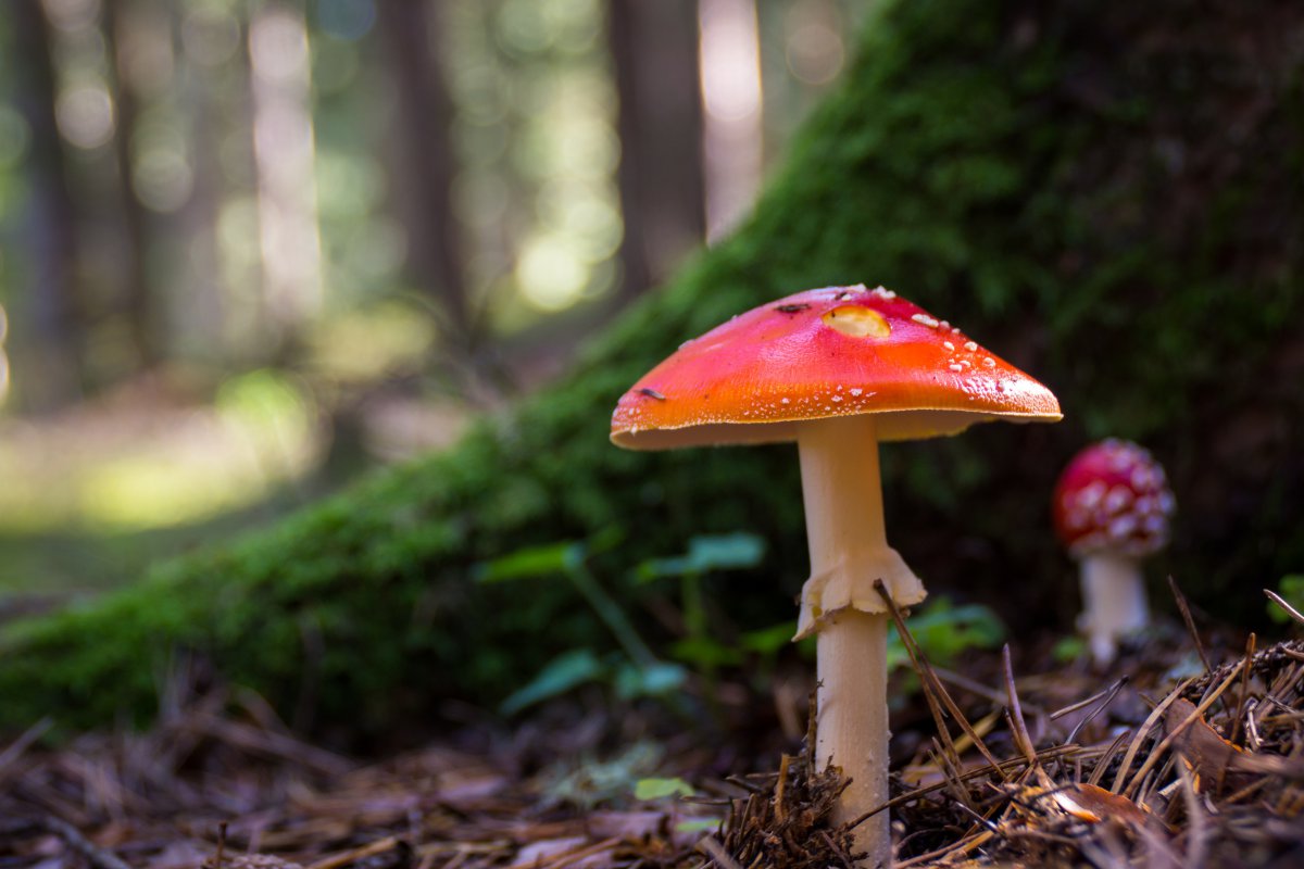 Pictures of brightly colored poisonous mushrooms