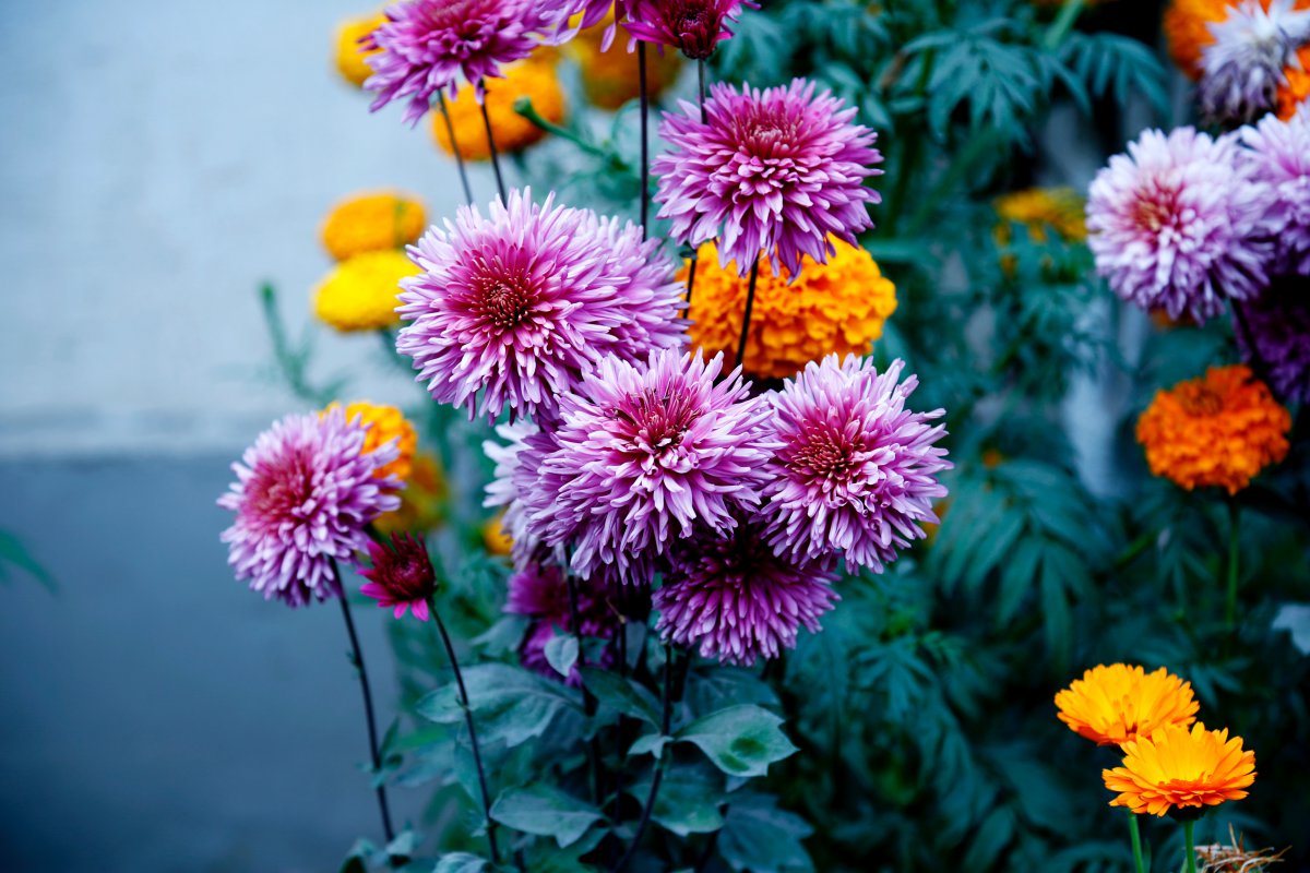Bright chrysanthemum pictures