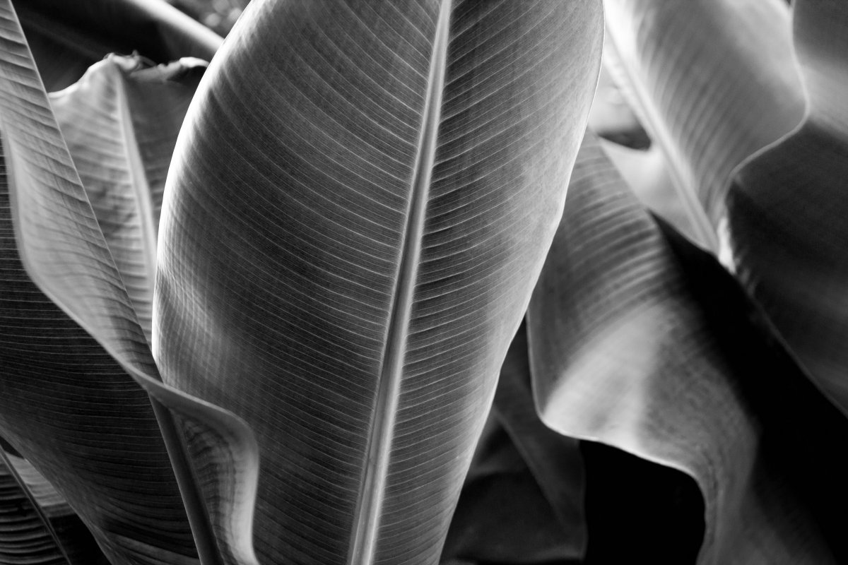 black and white leaves pictures