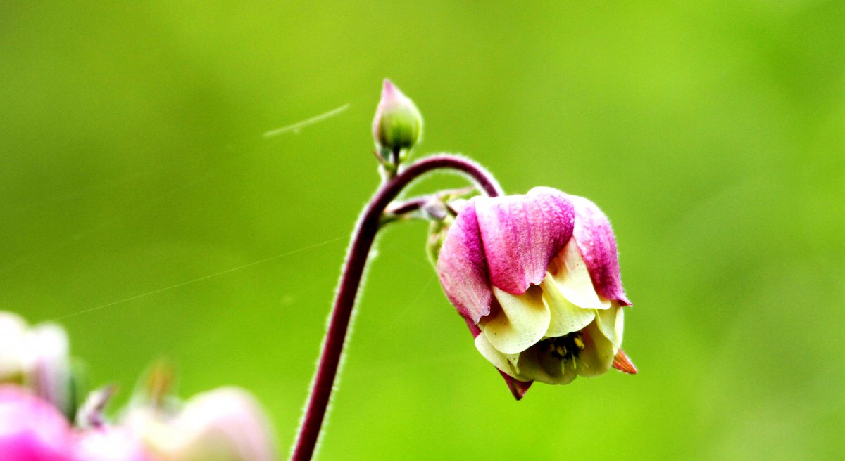 Columbine HD pictures