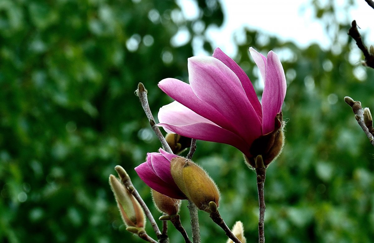 Purple magnolia flower HD picture