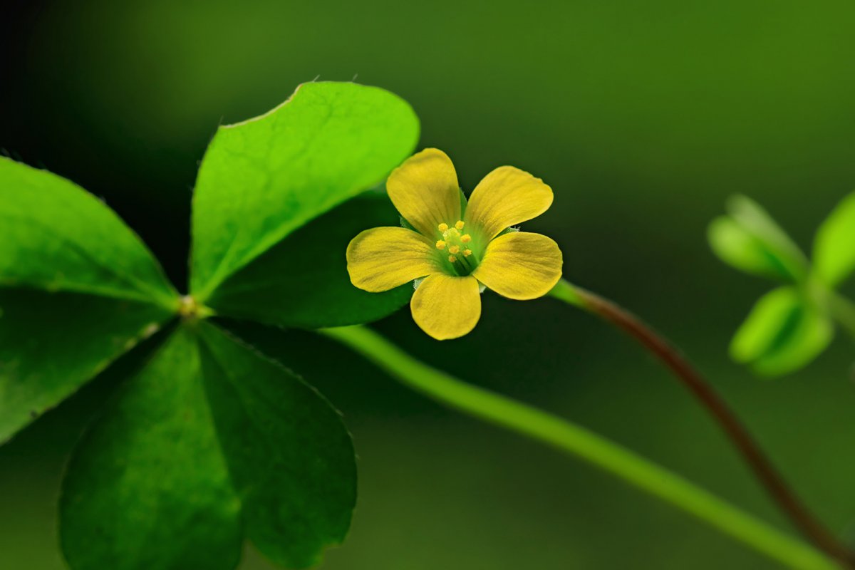 Wood sorrel flower HD picture