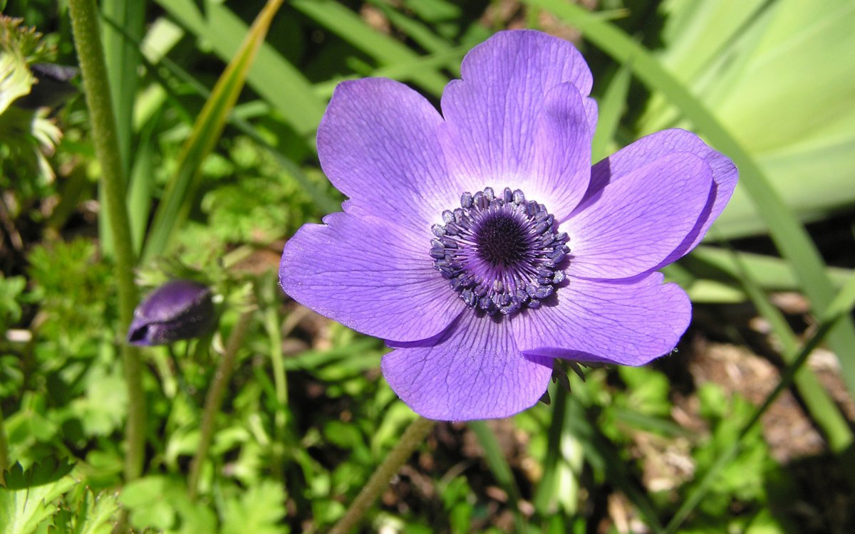 Purple anemone HD pictures