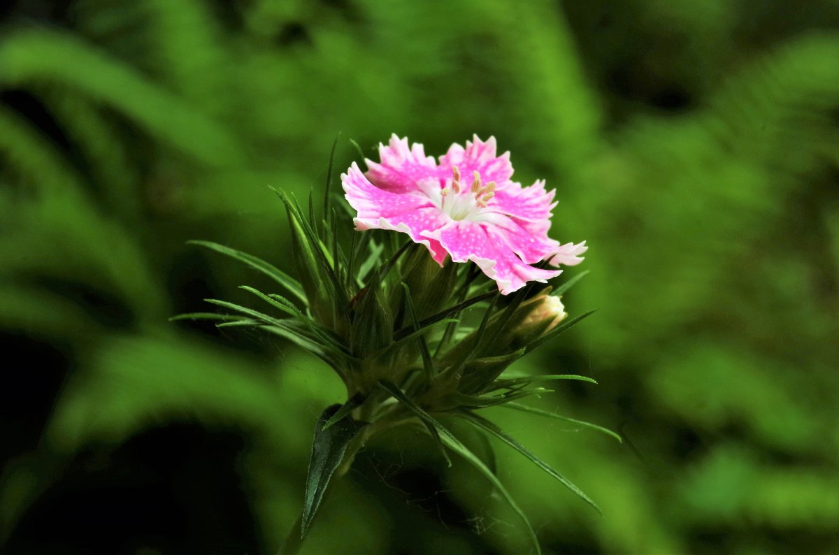 Soft and colorful carnation pictures