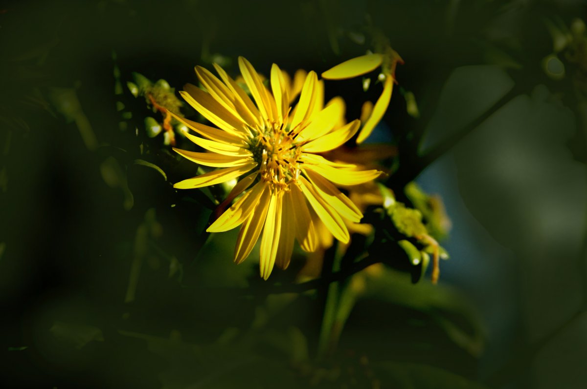 sunflower chrysanthemum pictures