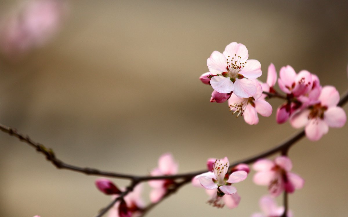 Beautiful mountain peach blossom pictures