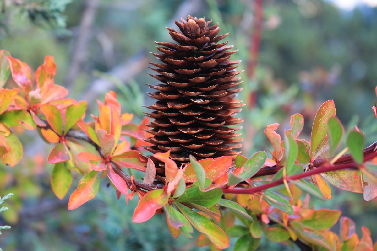 Pine cone HD pictures